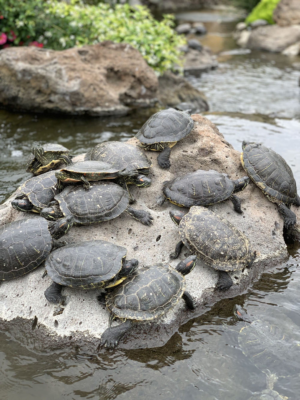 Calabasas Commons Turtles